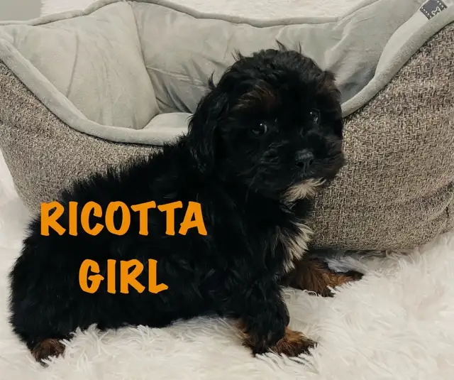 ❤️Shih poo❤️puppies - Photo 9