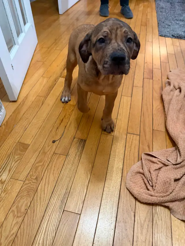 Cane Corso puppies now available