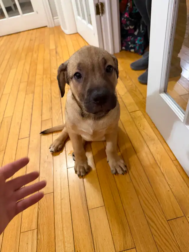 Cane Corso puppies now available - Photo 2