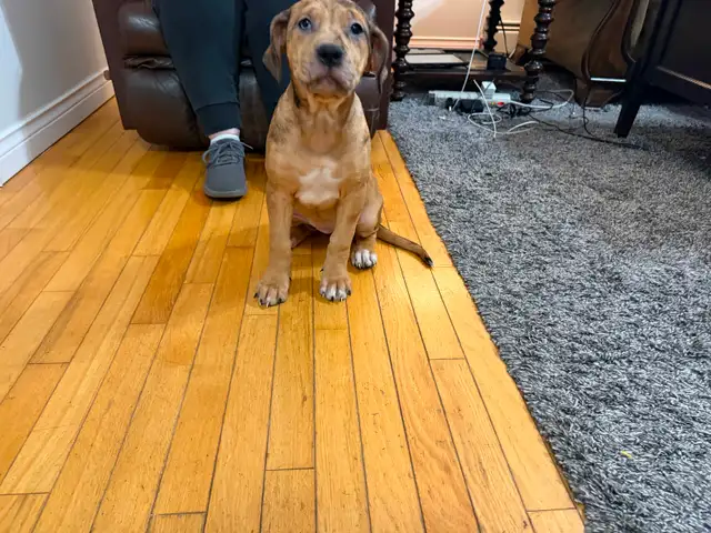 Cane Corso puppies now available - Photo 3