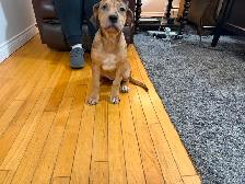 Cane Corso puppies now available - Photo 3