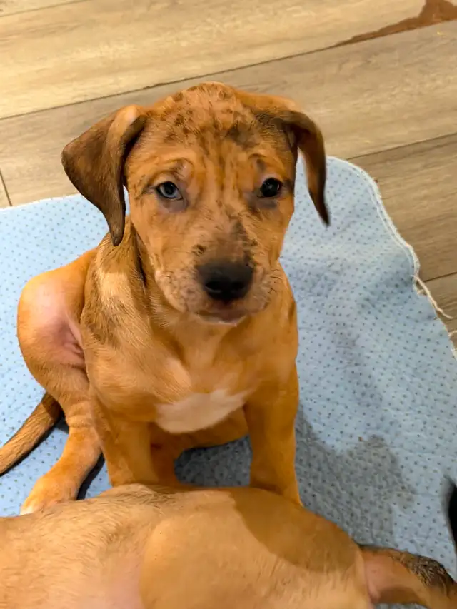 Cane Corso puppies now available - Photo 4