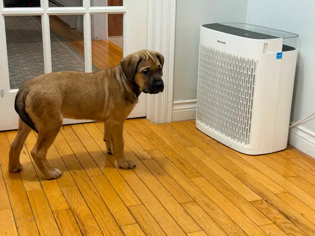 Cane Corso puppies now available - Photo 5