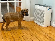 Cane Corso puppies now available - Photo 5
