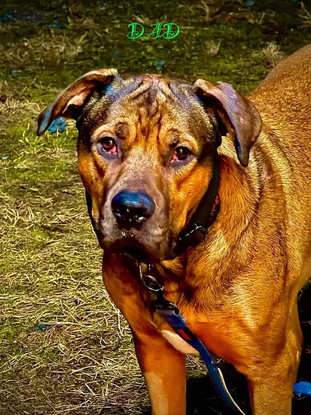 Cane Corso puppies now available - Photo 6