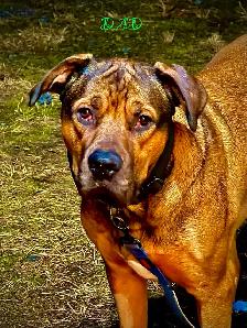 Cane Corso puppies now available - Photo 6