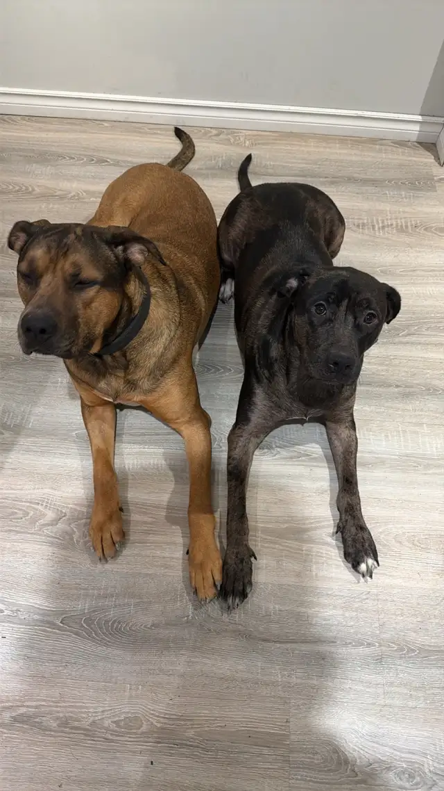 Cane Corso puppies now available - Photo 7