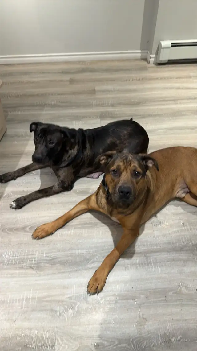 Cane Corso puppies now available - Photo 8