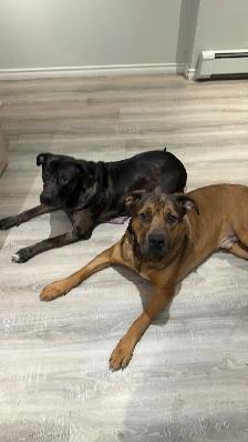 Cane Corso puppies now available - Photo 8