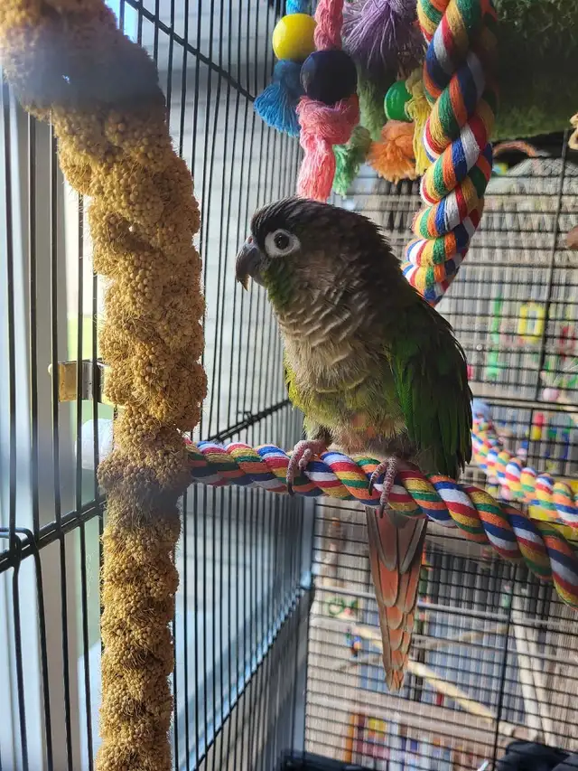 Bird Sitting in Oakville - Photo 3