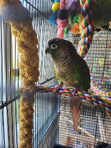 Bird Sitting in Oakville - Photo 3