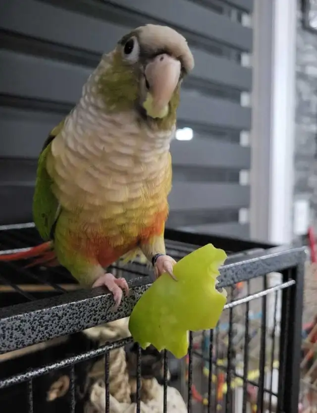 Bird Sitting in Oakville - Photo 4