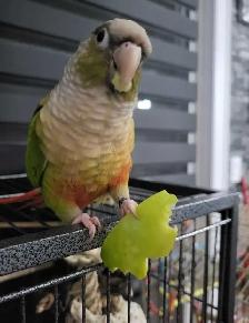 Bird Sitting in Oakville - Photo 4