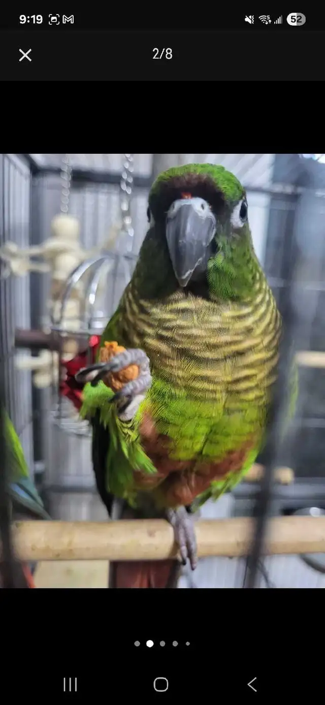 Bird Sitting in Oakville - Photo 5