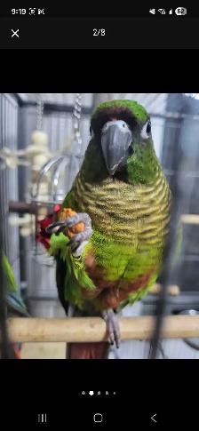 Bird Sitting in Oakville - Photo 5