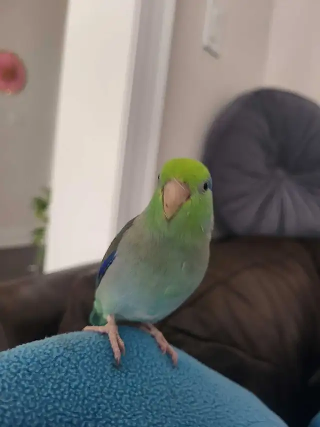 Bird Sitting in Oakville - Photo 7