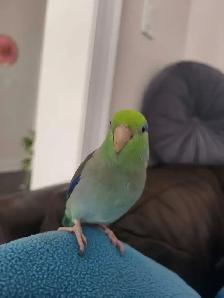 Bird Sitting in Oakville - Photo 7
