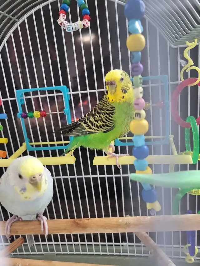 Bird Sitting - Photo 2