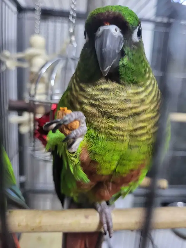 Bird Sitting - Photo 3