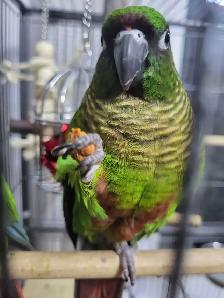 Bird Sitting - Photo 3
