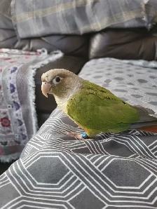 Bird Sitting - Photo 4
