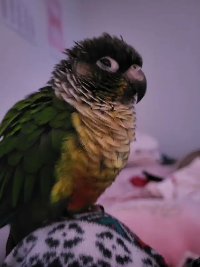 Bird Sitting - Photo 5