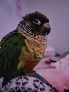 Bird Sitting - Photo 5