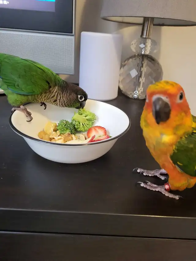 Bird Sitting - Photo 6