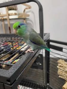 Bird Sitting - Photo 7