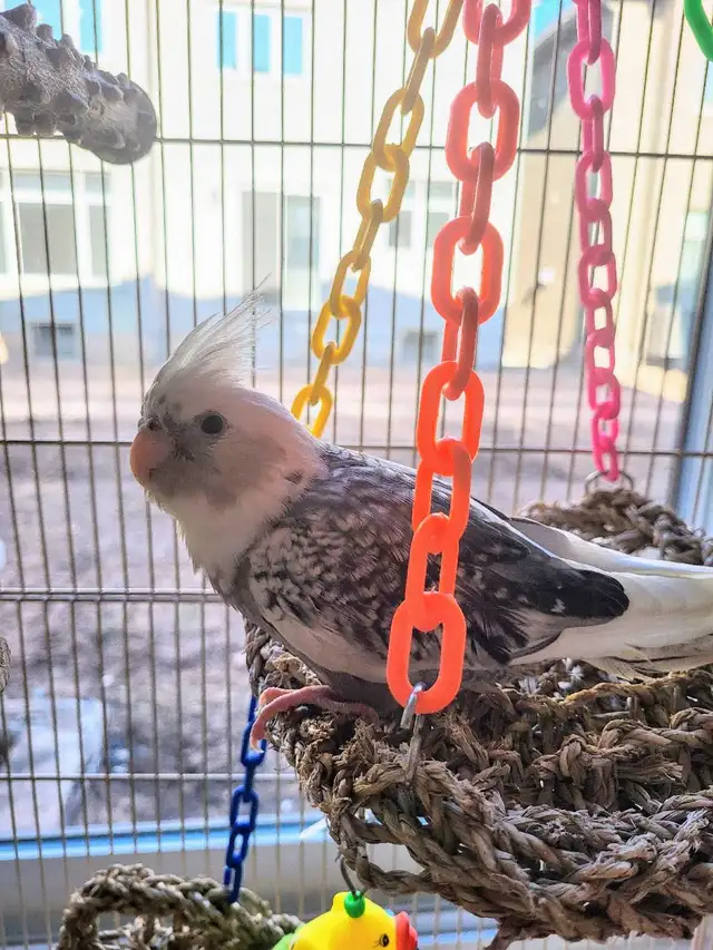 Bird Sitting - Photo 8