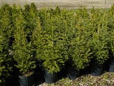 SPRUCE TREES FOR SALE