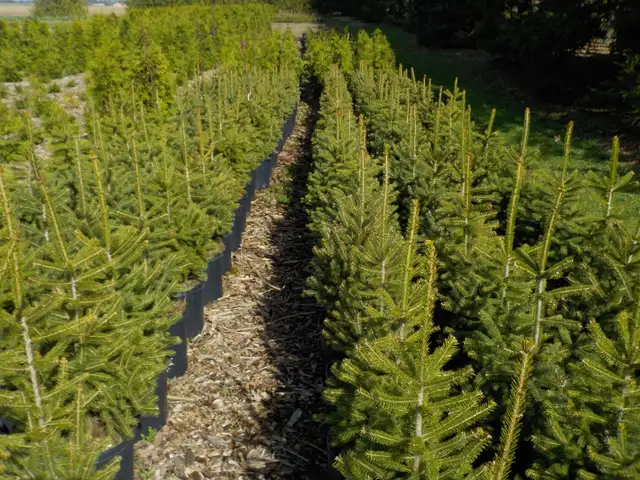 SPRUCE TREES FOR SALE - Photo 2
