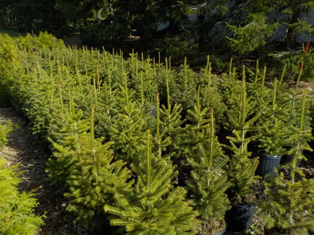SPRUCE TREES FOR SALE - Photo 3