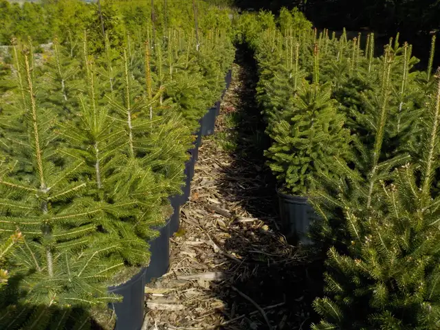 SPRUCE TREES FOR SALE - Photo 4