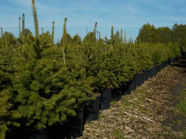SPRUCE TREES FOR SALE - Photo 5
