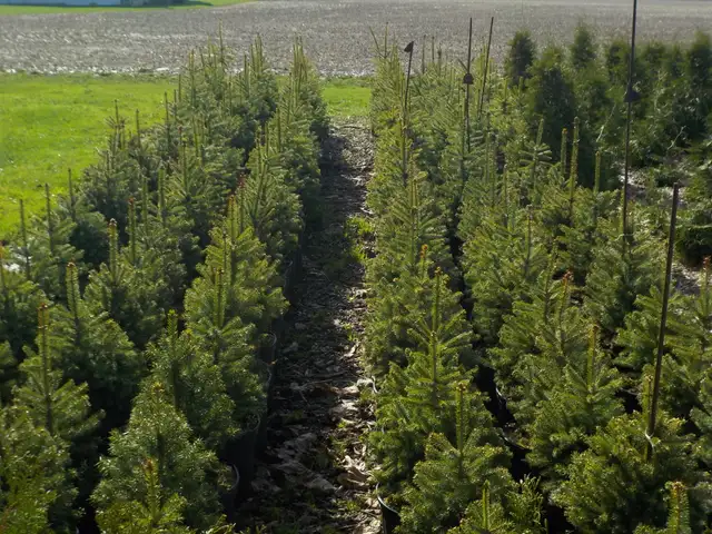 SPRUCE TREES FOR SALE - Photo 6