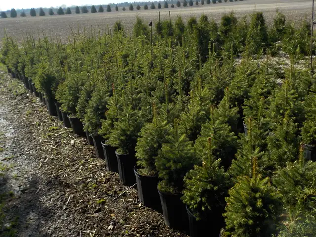 SPRUCE TREES FOR SALE - Photo 7