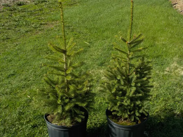 SPRUCE TREES FOR SALE - Photo 8
