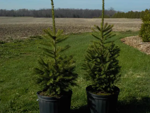 SPRUCE TREES FOR SALE - Photo 9