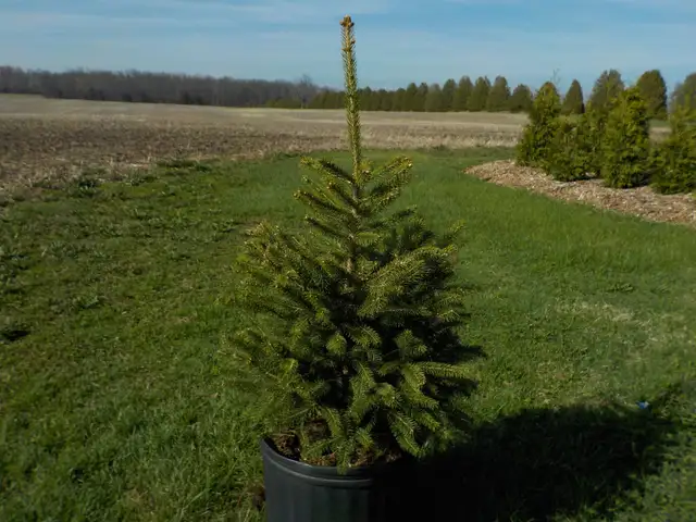 SPRUCE TREES FOR SALE - Photo 10