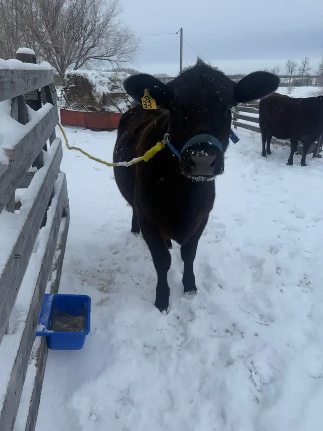 Replacement Heifer - Photo 2