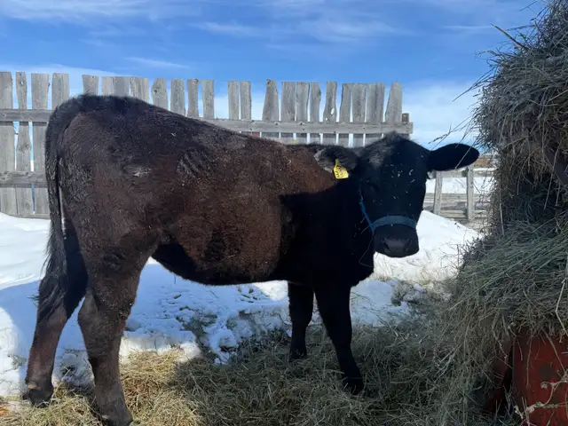 Replacement Heifer - Photo 3