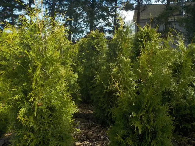 CEDAR TREES FOR SALE