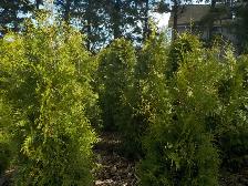 CEDAR TREES FOR SALE
