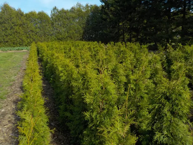 CEDAR TREES FOR SALE - Photo 2