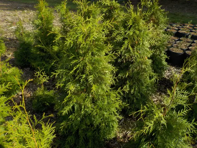 CEDAR TREES FOR SALE - Photo 3