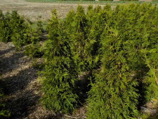 CEDAR TREES FOR SALE - Photo 4