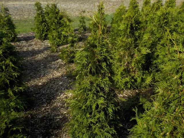 CEDAR TREES FOR SALE - Photo 5