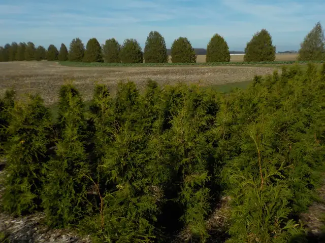 CEDAR TREES FOR SALE - Photo 6