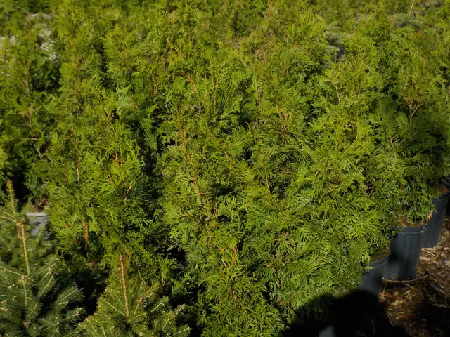 CEDAR TREES FOR SALE - Photo 7